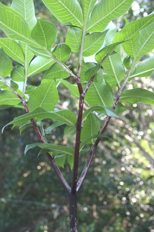 Image of Amorphophallus tenuispadix 'Cabernet'|Juniper Level Botanic Gdn, NC|JLBG