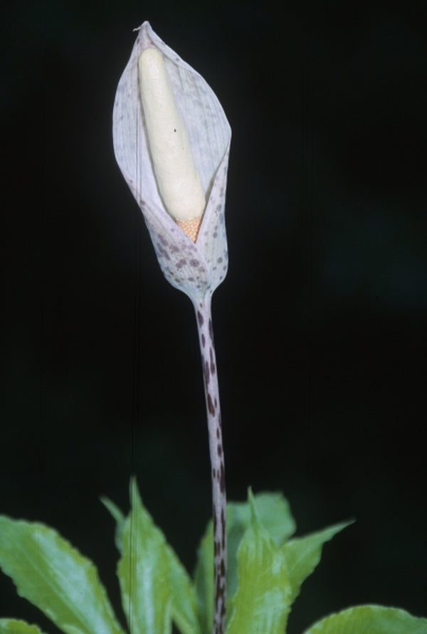 Image of Amorphophallus tenuispadix|Juniper Level Botanic Gdn, NC|JLBG
