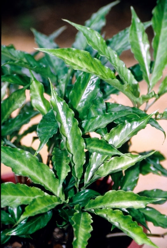 Image of Amorphophallus tenuispadix|Juniper Level Botanic Gdn, NC|JLBG