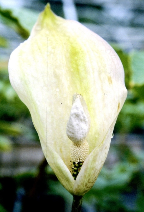 Image of Amorphophallus thaiensis|Juniper Level Botanic Gdn, NC|JLBG
