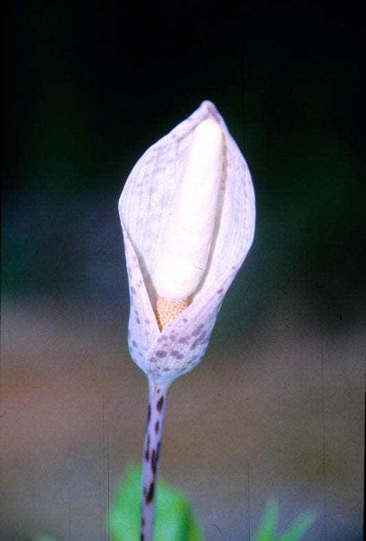 Image of Amorphophallus verticillatus PDN #1|Juniper Level Botanic Gdn, NC|JLBG