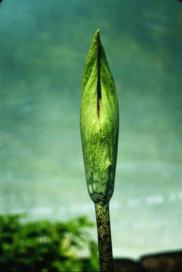 Image of Amorphophallus yunnanensis|Juniper Level Botanic Gdn, NC|JLBG