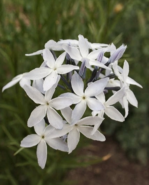Image of Amsonia grandiflora|Juniper Level Botanic Gdn, NC|JLBG