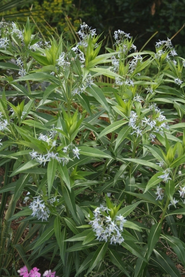 Image of Amsonia illustris|Juniper Level Botanic Gdn, NC|JLBG