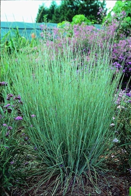 Image of Andropogon capillipes 'Valdosta Blue'|Juniper Level Botanic Gdn, NC|JLBG