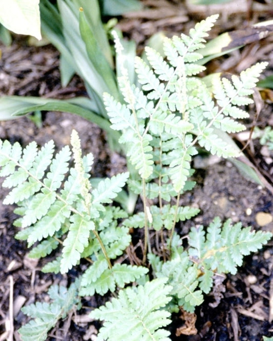 Image of Anemia tomentosa 'Tucuman'|Juniper Level Botanic Gdn, NC|JLBG