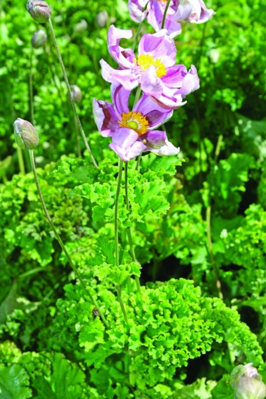 Image of Anemone hupehensis 'Crispa'|Juniper Level Botanic Gdn, NC|JLBG