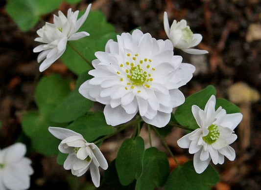 Image of Anemonella thalictroides 'Double White'|Juniper Level Botanic Gdn, NC|JLBG