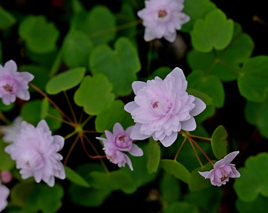 Image of Anemonella thalictroides 'Shiozaki'||
