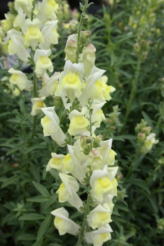 Image of Antirrhinum braun-blanquetii||