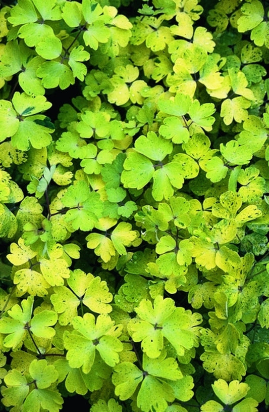 Image of Aquilegia 'Mello Yellow'|Juniper Level Botanic Gdn, NC|JLBG