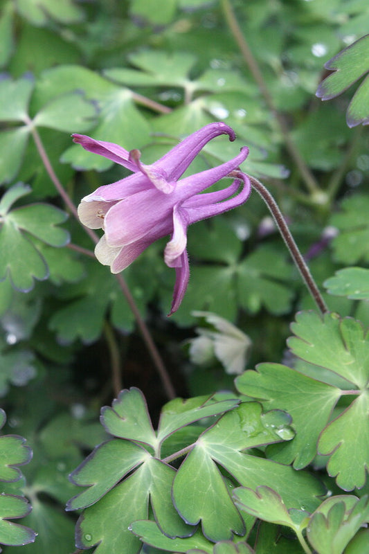 Image of Aquilegia rockii BSWJ 7965|Juniper Level Botanic Gdn, NC|JLBG