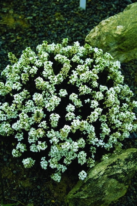 Image of Arabis sturii|Juniper Level Botanic Gdn, NC|JLBG