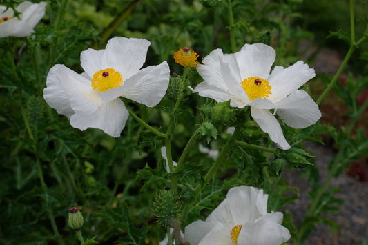 Image of Argemone albiflora var. albiflora 'Coker'|Juniper Level Botanic Gdn, NC|JLBG