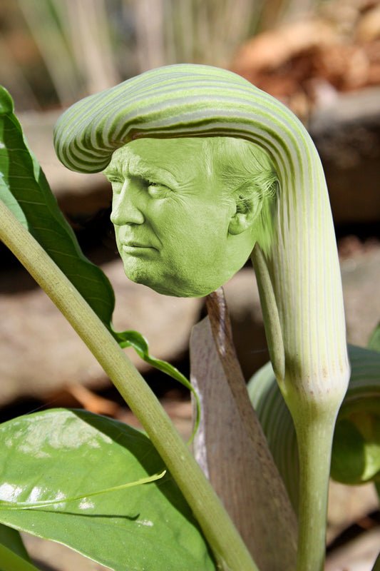 Image of Arisaema 'Trumpeteer'||Jack Pittman