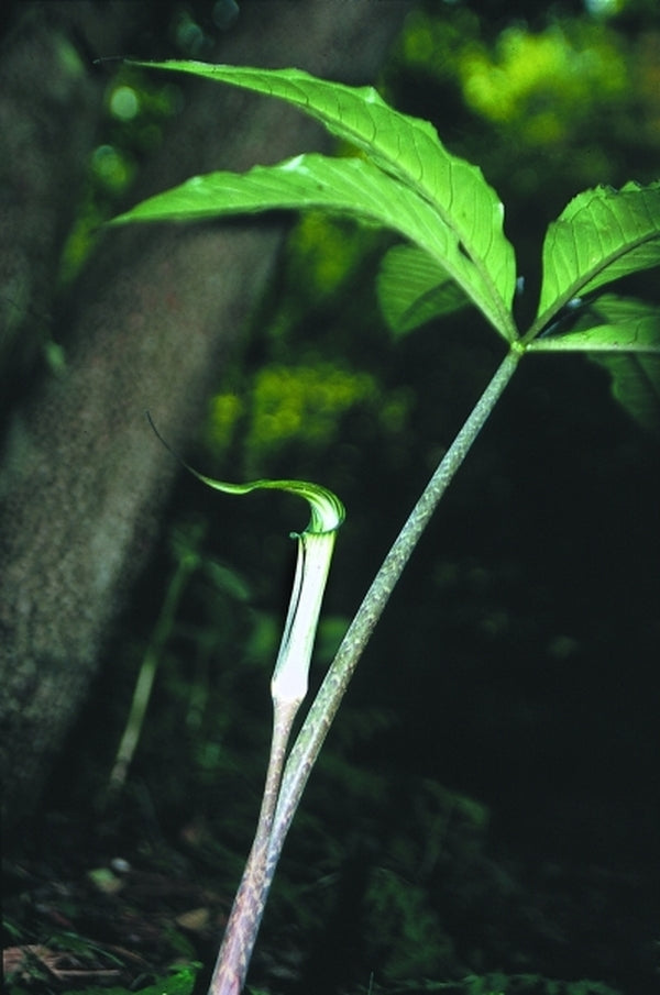 Image of Arisaema barnesii|Juniper Level Botanic Gdn, NC|JLBG