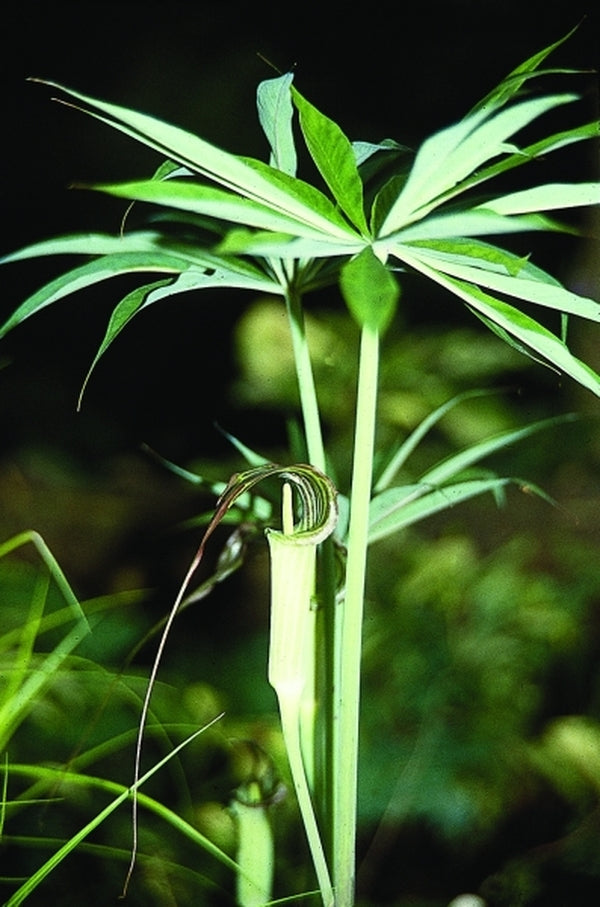 Image of Arisaema ciliatum var. liubaense|Juniper Level Botanic Gdn, NC|JLBG