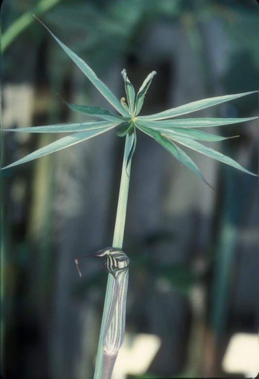 Image of Arisaema ciliatum var. liubaense|Juniper Level Botanic Gdn, NC|JLBG
