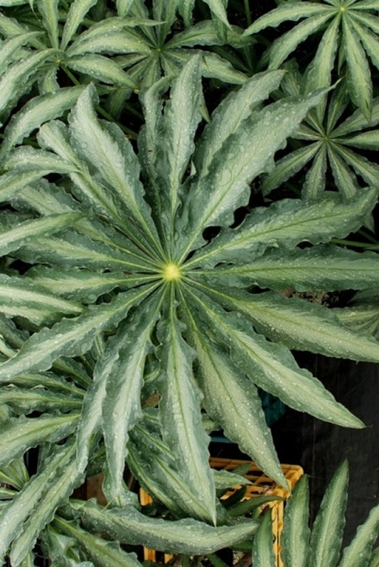 Image of Arisaema consanguineum 'Wild Blue Yonder'|Seneca Hill, NY|E. Hornig