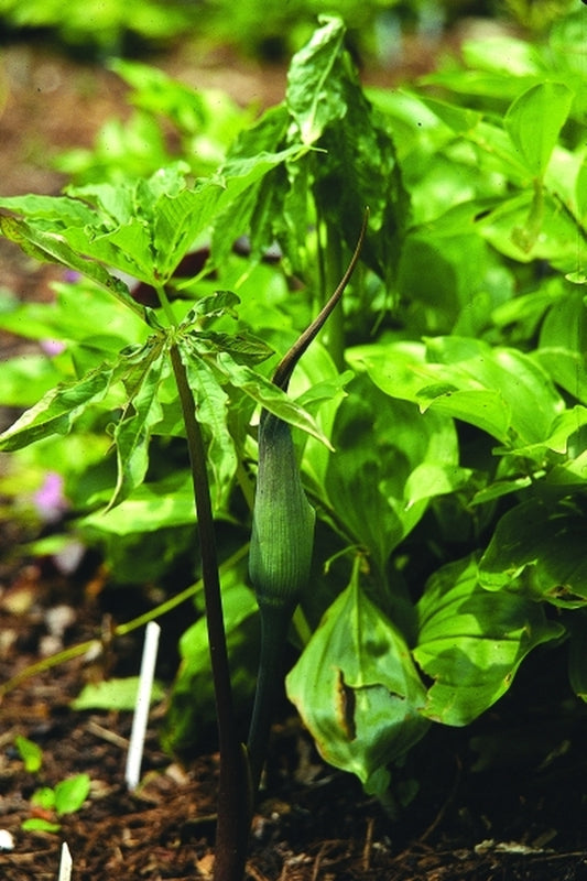 Image of Arisaema exappendiculatum|Juniper Level Botanic Gdn, NC|JLBG