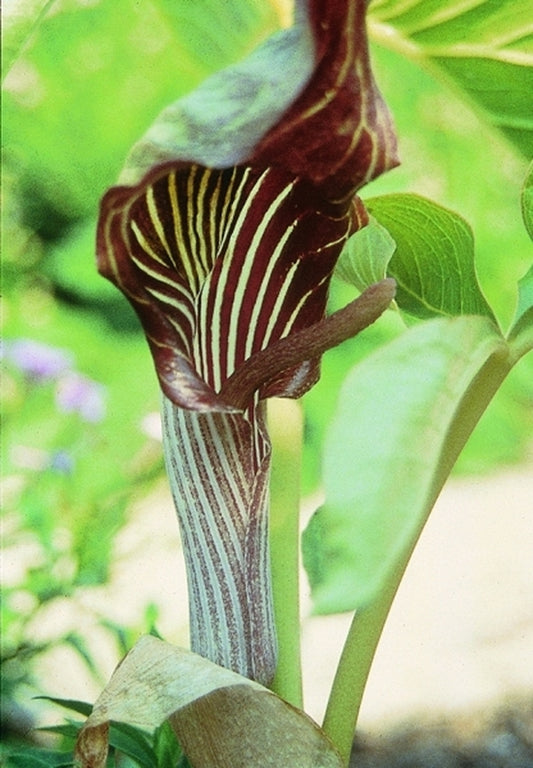 Image of Arisaema fargesiitaken at Juniper Level Botanic Gdn, NC by JLBG