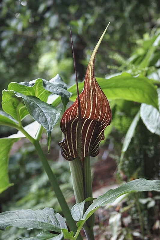 Image of Arisaema x fargophyllum 'Crossing Over'|Juniper Level Botanic Gdn, NC|JLBG