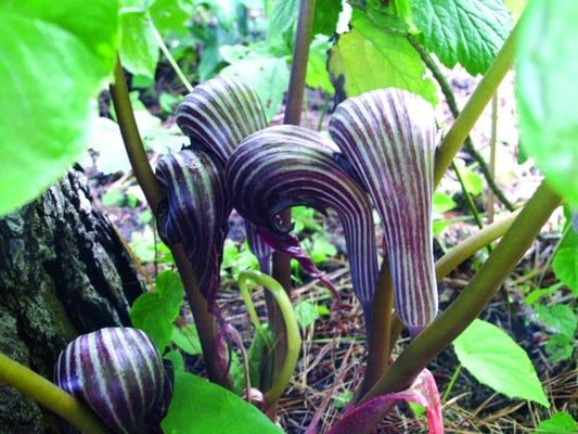 Image of Arisaema franchetianum 'Hugo'|Juniper Level Botanic Gdn, NC|JLBG