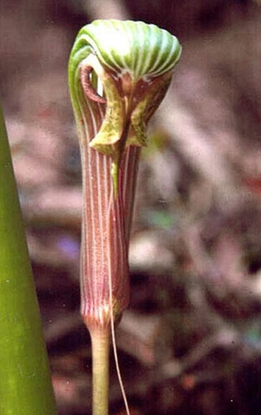 Image of Arisaema galeatum|Pradhan Gdn, India|S. Pradhan