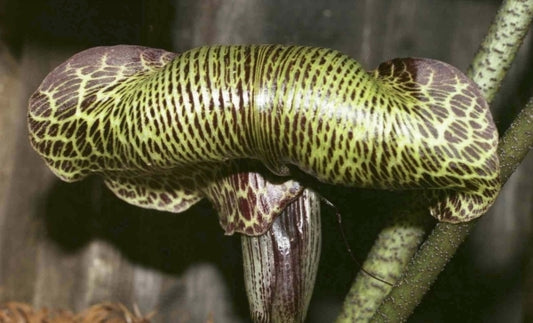 Image of Arisaema griffithii var. pradhanii|G. Gusman Gdn, BE|G. Gusman