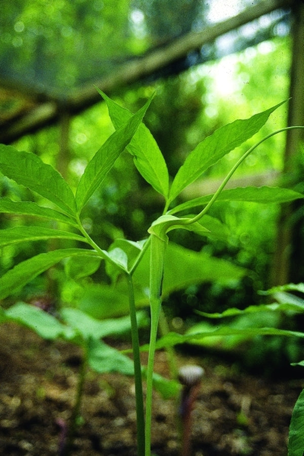 Image of Arisaema heterophyllum 'Baguo'|Juniper Level Botanic Gdn, NC|JLBG