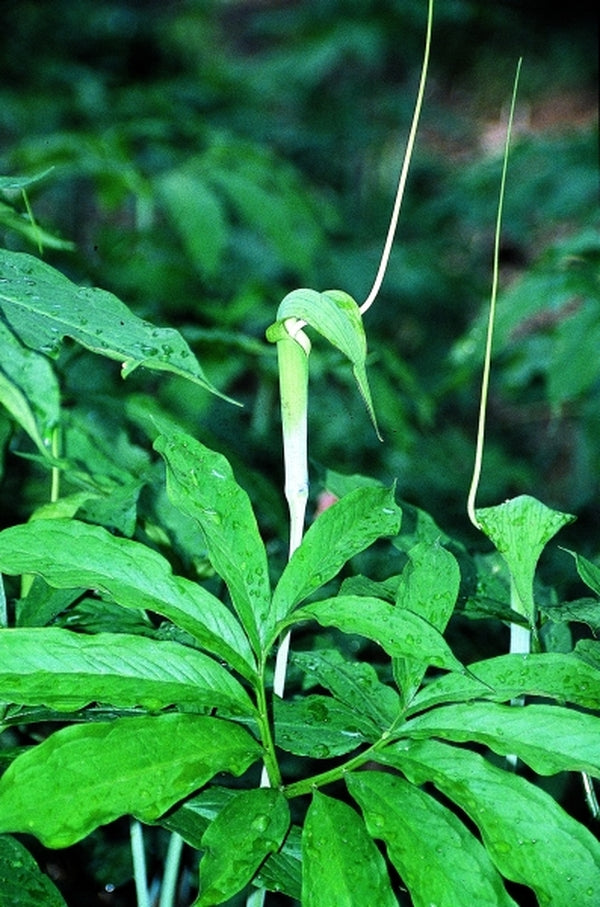 Image of Arisaema heterophyllum|Juniper Level Botanic Gdn, NC|JLBG