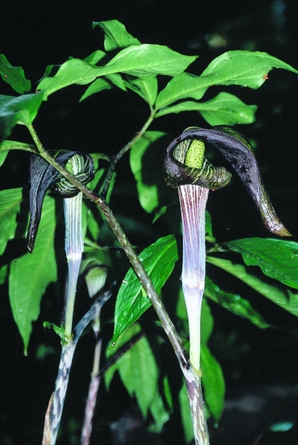 Image of Arisaema iyoanum var. nakaianum|Juniper Level Botanic Gdn, NC|JLBG