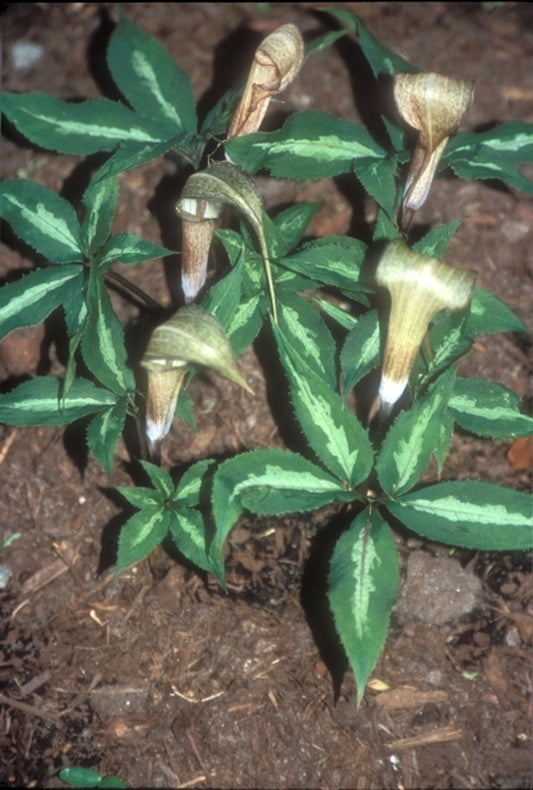 Image of Arisaema kishidae 'Jack Frost'|Juniper Level Botanic Gdn, NC|JLBG