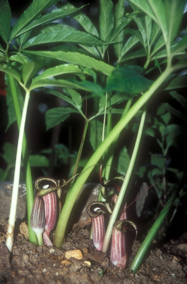 Image of Arisaema kiushianum|Juniper Level Botanic Gdn, NC|JLBG