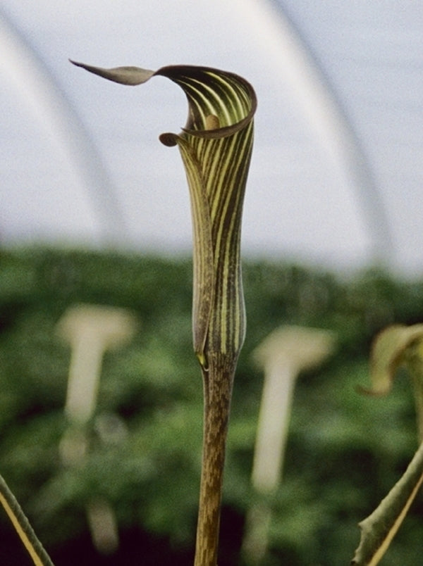 Image of Arisaema maximowiczii|Juniper Level Botanic Gdn, NC|JLBG