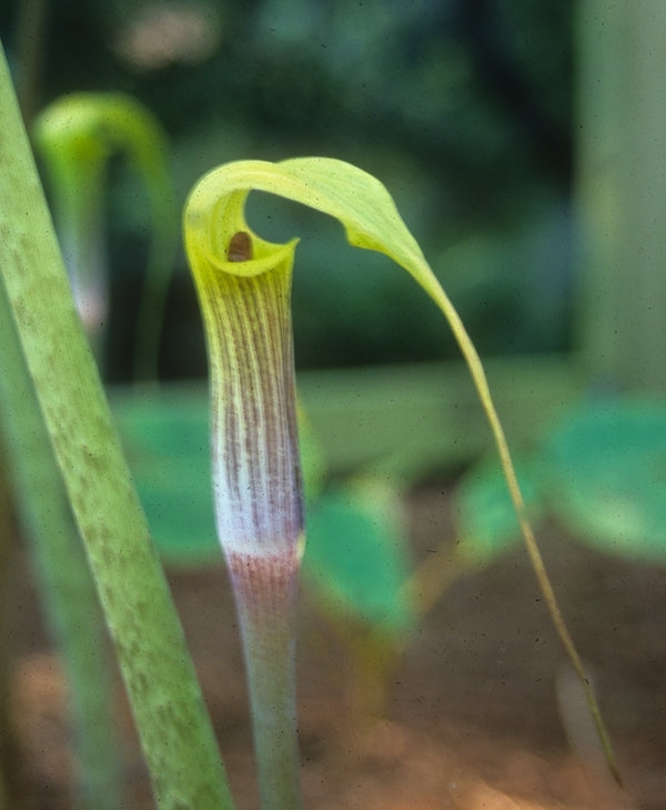 Image of Arisaema muratae|Juniper Level Botanic Gdn, NC|JLBG
