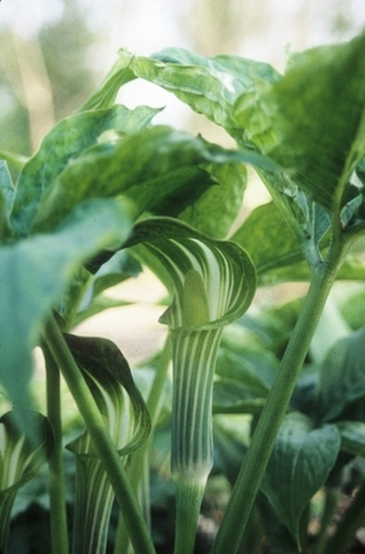 Image of Arisaema ovale|Juniper Level Botanic Gdn, NC|JLBG