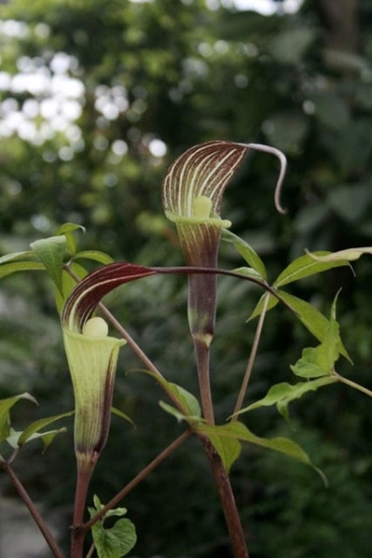 Image of Arisaema sikokianum x tosaense|Japan|T. Izumi