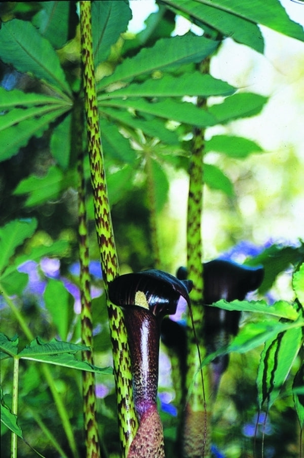 Image of Arisaema taiwanense|Juniper Level Botanic Gdn, NC|JLBG