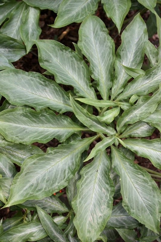 Image of Arisaema thunbergii ssp. urashima 'Silver Seas'taken at Juniper Level Botanic Gdn, NC by JLBG