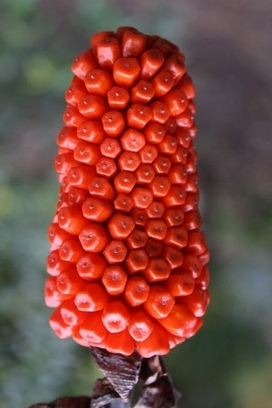 Image of Arisaema thunbergii|Juniper Level Botanic Gdn, NC|JLBG