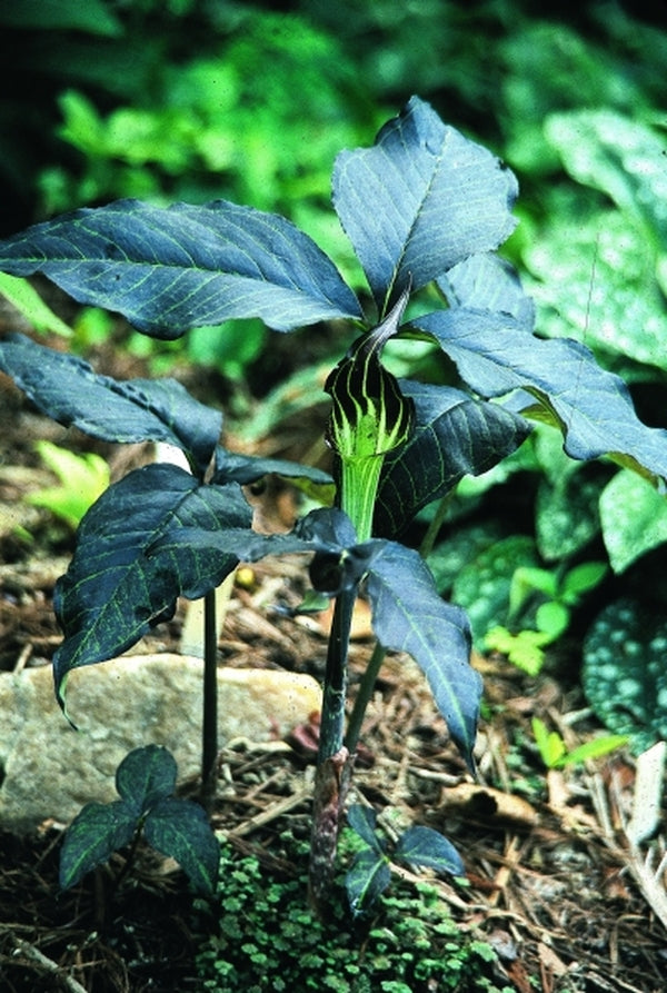 Image of Arisaema triphyllum 'Black Jack'|Juniper Level Botanic Gdn, NC|JLBG