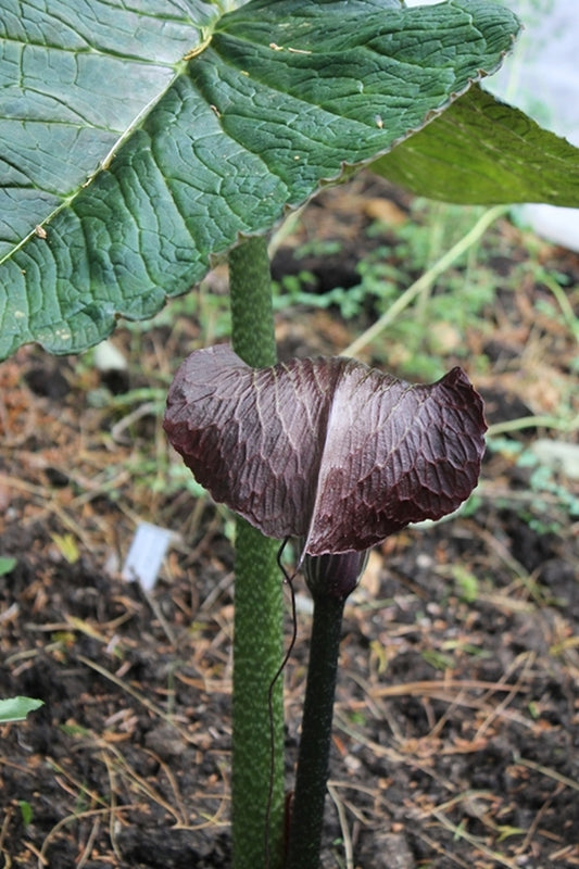 Image of Arisaema utile|Goteborg BG, Sweden|