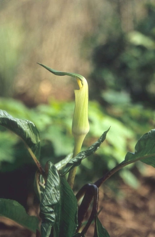 Image of Arisaema yamatense|Juniper Level Botanic Gdn, NC|JLBG