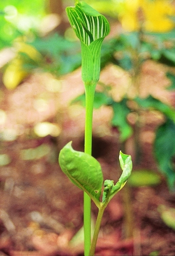 Image of Arisaema yunnanense|Juniper Level Botanic Gdn, NC|JLBG