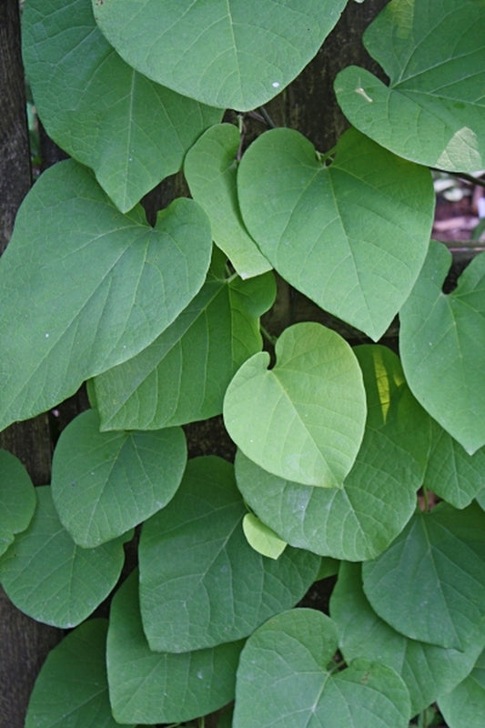 Image of Aristolochia macrophylla 'Chimney Tops'|Juniper Level Botanic Gdn, NC|JLBG