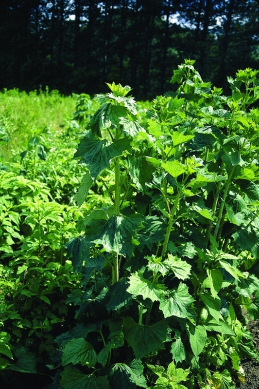 Image of Arnoglossum atriplicifolium|Prairie Nsy, WI|