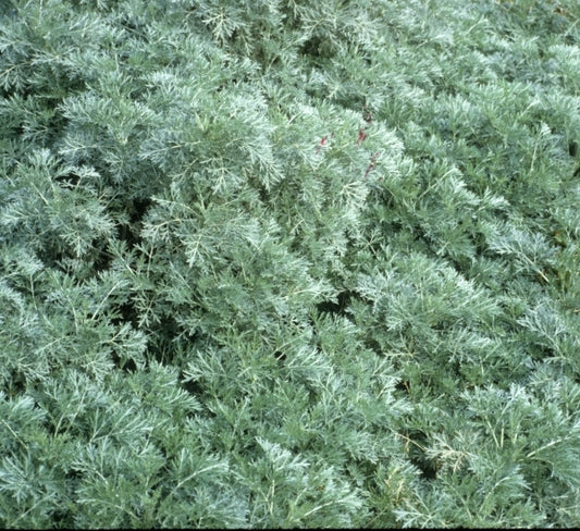 Image of Artemisia 'Powis Castle'|NC State Fair|