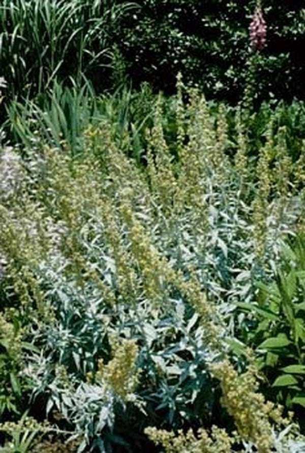Image of Artemisia ludoviciana 'Valerie Finnis'|J.C. Raulston Arboretum, NC|