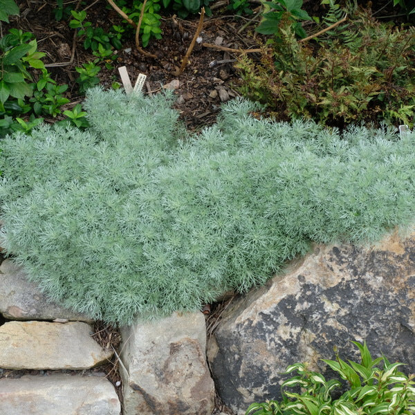 Image of Artemisia schmidtiana 'Silver Mound'|Juniper Level Botanic Gdn, NC|JLBG